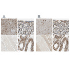 Anti-ARMC10 Antibody