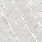 Immunohistochemical staining of human skeletal muscle shows very weak positivity in myocytes.