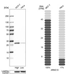 Western blot analysis in human cell lines MCF-7 and HeLa using Anti-ARMC10 antibody. Corresponding ARMC10 RNA-seq data are presented for the same cell lines. Loading control: Anti-HSP90B1.