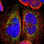 Immunofluorescent staining of human cell line A-431 shows localization to mitochondria.