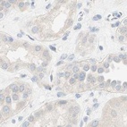 Immunohistochemical staining of human kidney using Anti-MANEA antibody HPA011069.