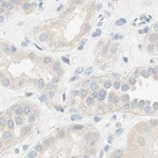 Immunohistochemical staining of human kidney using Anti-MANEA antibody HPA011069.