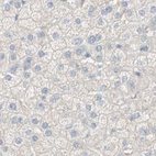 Immunohistochemical staining of human liver using Anti-MANEA antibody HPA011069.