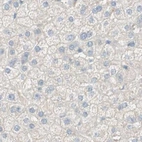Immunohistochemical staining of human liver using Anti-MANEA antibody HPA011069.
