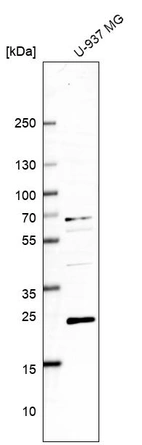 Western blot analysis in human cell line U-937 MG.