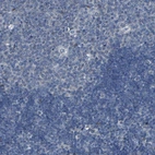 Immunohistochemical staining of human lymph node shows no positivity in non-germinal center cells as expected.