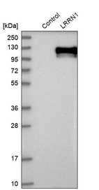 Western blot analysis in control (vector only transfected HEK293T lysate) and LRRN1 over-expression lysate (Co-expressed with a C-terminal myc-DDK tag (~3.1 kDa) in mammalian HEK293T cells, LY412240).
