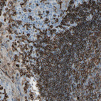 Anti-HLA-DPB1 Antibody