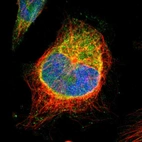 Immunofluorescent staining of human cell line U-251 MG shows localization to endoplasmic reticulum.