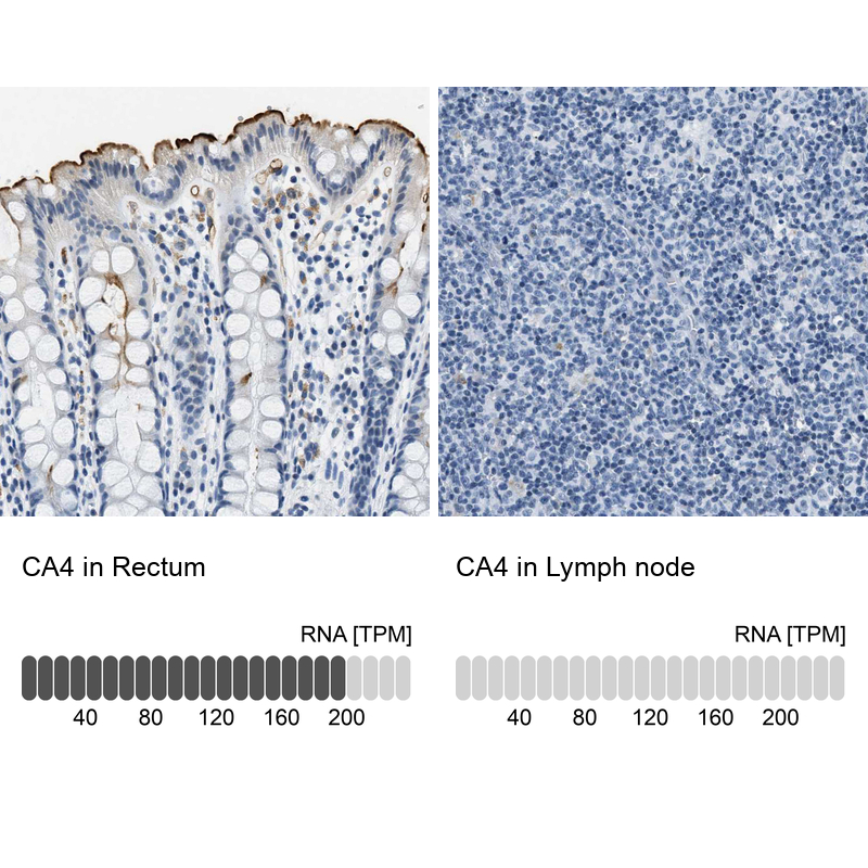 Anti-CA4 Antibody