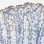 Immunohistochemical staining of human rectum shows to strong positivity in apical membrane in glandular cells.