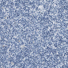 Immunohistochemical staining of human lymph node shows no positivity in non-germinal center cells as expected.
