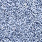 Immunohistochemical staining of human lymph node shows no positivity in non-germinal center cells as expected.