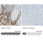 Anti-LETM1 Antibody