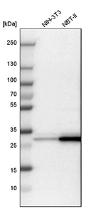 Western blot analysis in mouse cell line NIH-3T3 and rat cell line NBT-II.