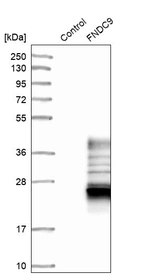 Western blot analysis in control (vector only transfected HEK293T lysate) and FNDC9 over-expression lysate (Co-expressed with a C-terminal myc-DDK tag (~3.1 kDa) in mammalian HEK293T cells, LY424328).
