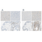 Immunohistochemical staining of human cerebral cortex, liver, skin and testis using Anti-PASD1 antibody HPA011122 (A) shows similar protein distribution across tissues to independent antibody HPA011152 (B).