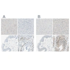 Immunohistochemical staining of human cerebral cortex, liver, skin and testis using Anti-PASD1 antibody HPA011122 (A) shows similar protein distribution across tissues to independent antibody HPA011152 (B).