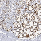 Anti-BTN1A1 Antibody