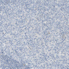 Anti-NDST4 Antibody