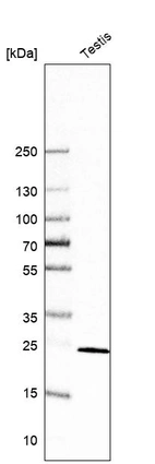 Western blot analysis in human testis tissue.