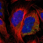 Immunofluorescent staining of human cell line U-2 OS shows localization to mitochondria.