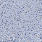 Immunohistochemical staining of human pancreas shows low expression as expected.