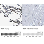 Anti-MSN Antibody