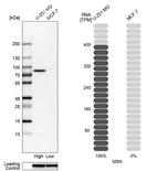 Western blot analysis in human cell lines U-251MG and MCF-7 using Anti-MSN antibody. Corresponding MSN RNA-seq data are presented for the same cell lines. Loading control: Anti-GAPDH.