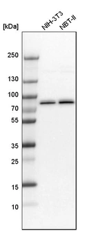 Western blot analysis in mouse cell line NIH-3T3 and rat cell line NBT-II.