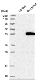 Western blot analysis in control (vector only transfected HEK293T lysate) and GALNTL5 over-expression lysate (Co-expressed with a C-terminal myc-DDK tag (~3.1 kDa) in mammalian HEK293T cells, LY408014).