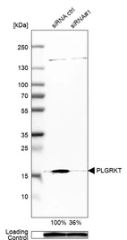 Western blot analysis in A-431 cells transfected with control siRNA, target specific siRNA probe #1, using Anti-PLGRKT antibody. Remaining relative intensity is presented. Loading control: Anti-GAPDH.