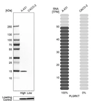 Western blot analysis in human cell lines A-431 and Caco-2 using Anti-PLGRKT antibody. Corresponding PLGRKT RNA-seq data are presented for the same cell lines. Loading control: Anti-PPIB.