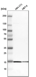 Western blot analysis in mouse cell line NIH-3T3 and rat cell line NBT-II.