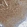 Anti-DYNAP Antibody