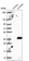 Anti-DYNAP Antibody