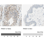 Anti-PASD1 Antibody