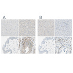Immunohistochemical staining of human cerebral cortex, liver, skin and testis using Anti-PASD1 antibody HPA011152 (A) shows similar protein distribution across tissues to independent antibody HPA011122 (B).