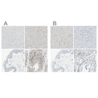 Immunohistochemical staining of human cerebral cortex, liver, skin and testis using Anti-PASD1 antibody HPA011152 (A) shows similar protein distribution across tissues to independent antibody HPA011122 (B).