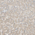 Immunohistochemical staining of human liver shows low expression as expected.