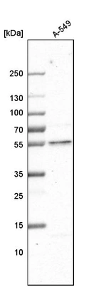 Western blot analysis in human cell line A-549.