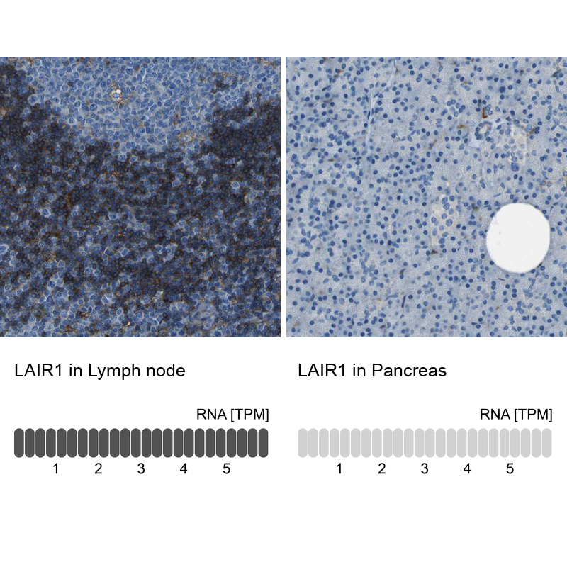 Anti-LAIR1 Antibody