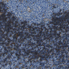 Anti-LAIR1 Antibody