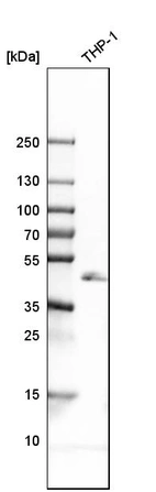 Western blot analysis in human cell line THP-1.