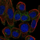 Immunofluorescent staining of human cell line HEL shows localization to plasma membrane & the Golgi apparatus.