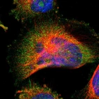 Immunofluorescent staining of human cell line U-251 MG shows localization to nucleoli, plasma membrane & cytosol.