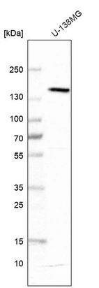 Western blot analysis in human cell line U-138MG.