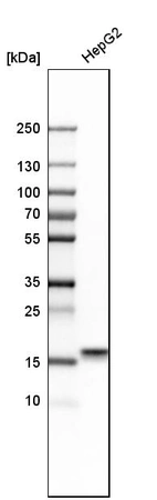 Western blot analysis in human cell line HepG2.