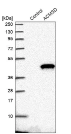 Western blot analysis in control (vector only transfected HEK293T lysate) and ACMSD over-expression lysate (Co-expressed with a C-terminal myc-DDK tag (~3.1 kDa) in mammalian HEK293T cells, LY408707).