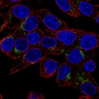 Immunofluorescent staining of human cell line Hep G2 shows localization to the Golgi apparatus.